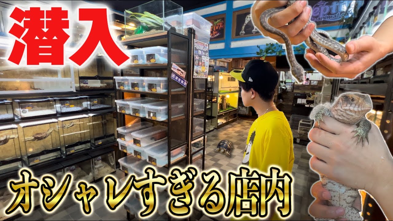新しくできたおしゃれすぎる爬虫類ショップに潜入してきた