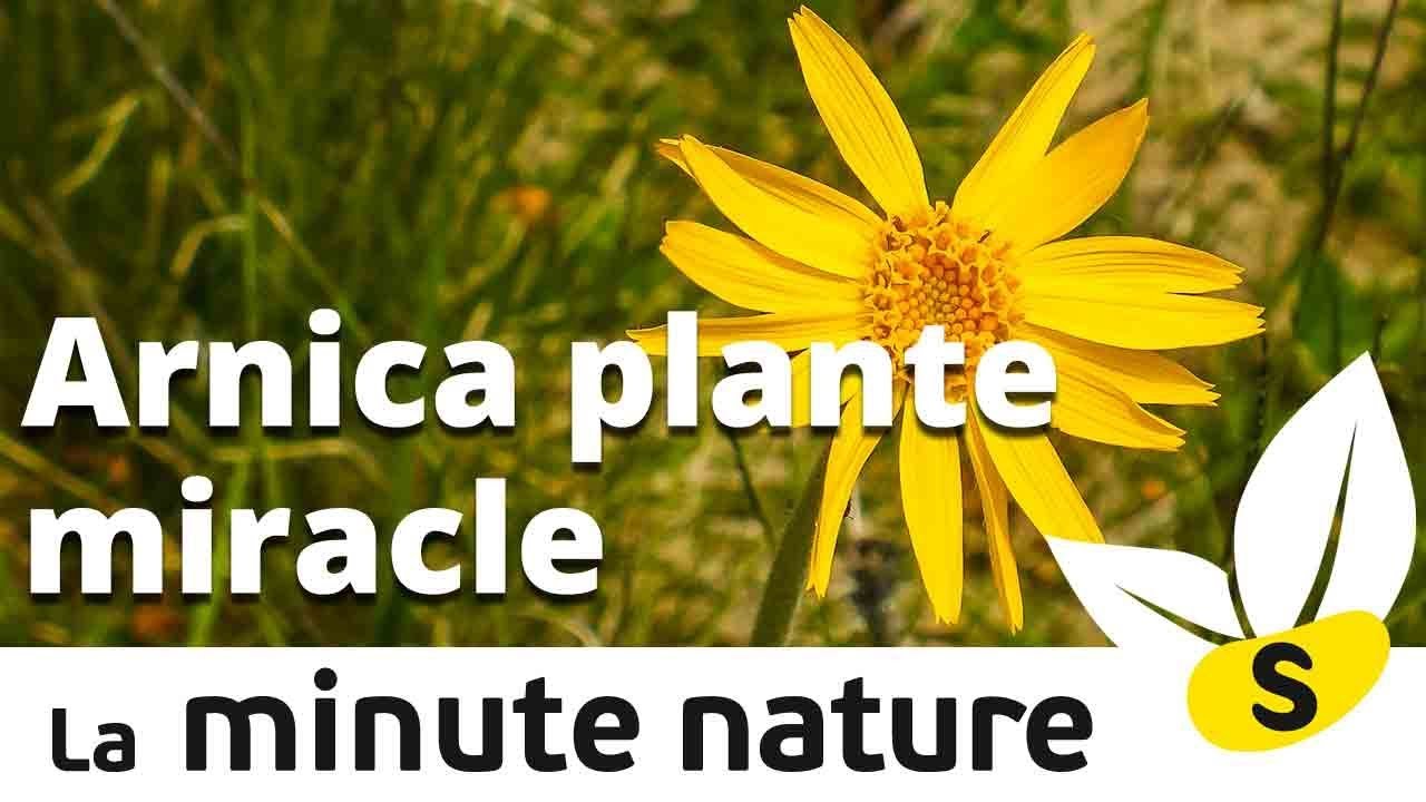 ARNICA PLANTE MIRACLE (No 106)