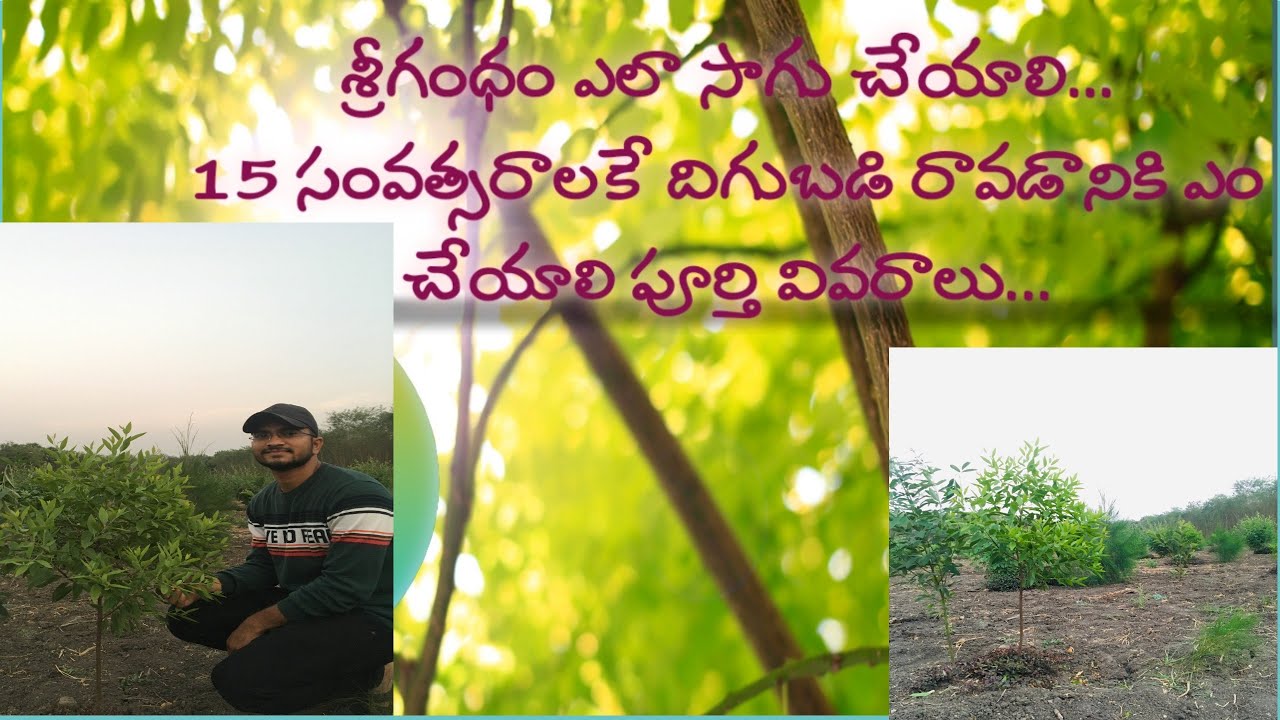 srigandham cultivation/sandalwood farming .. How to grow them in black soil and care to be taken