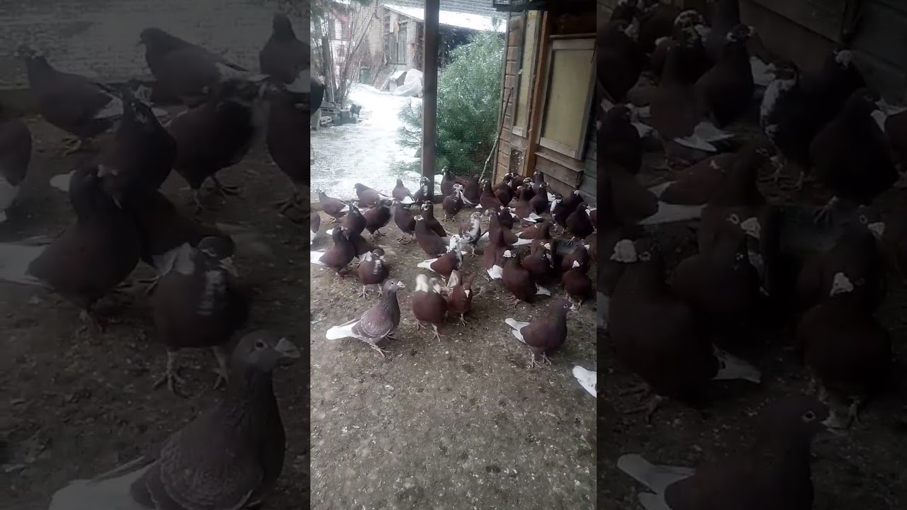 Większa część stada czerwonych odmłodzona na rok 2026. Staropolskie Sułek.