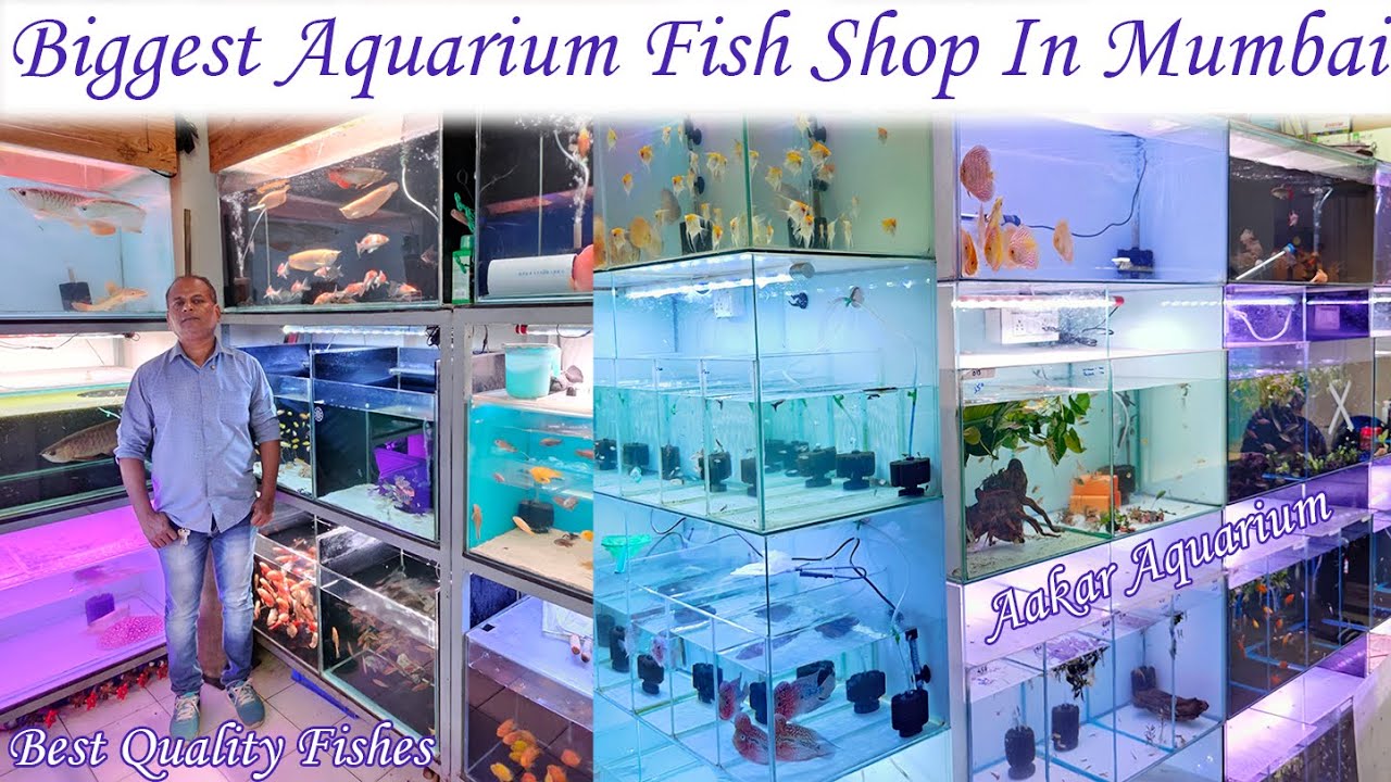 Новое поступление рыб в крупнейшем магазине аквариумных рыбок 😍|Aakar Aquarium|Высококачественные...