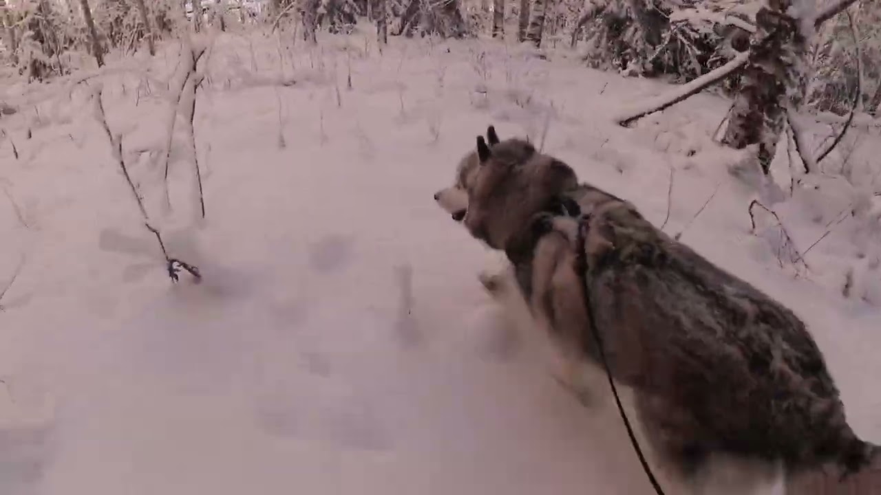 Siberian Husky Loves -30°C Weather ❄️ Snowy Walk With Dio