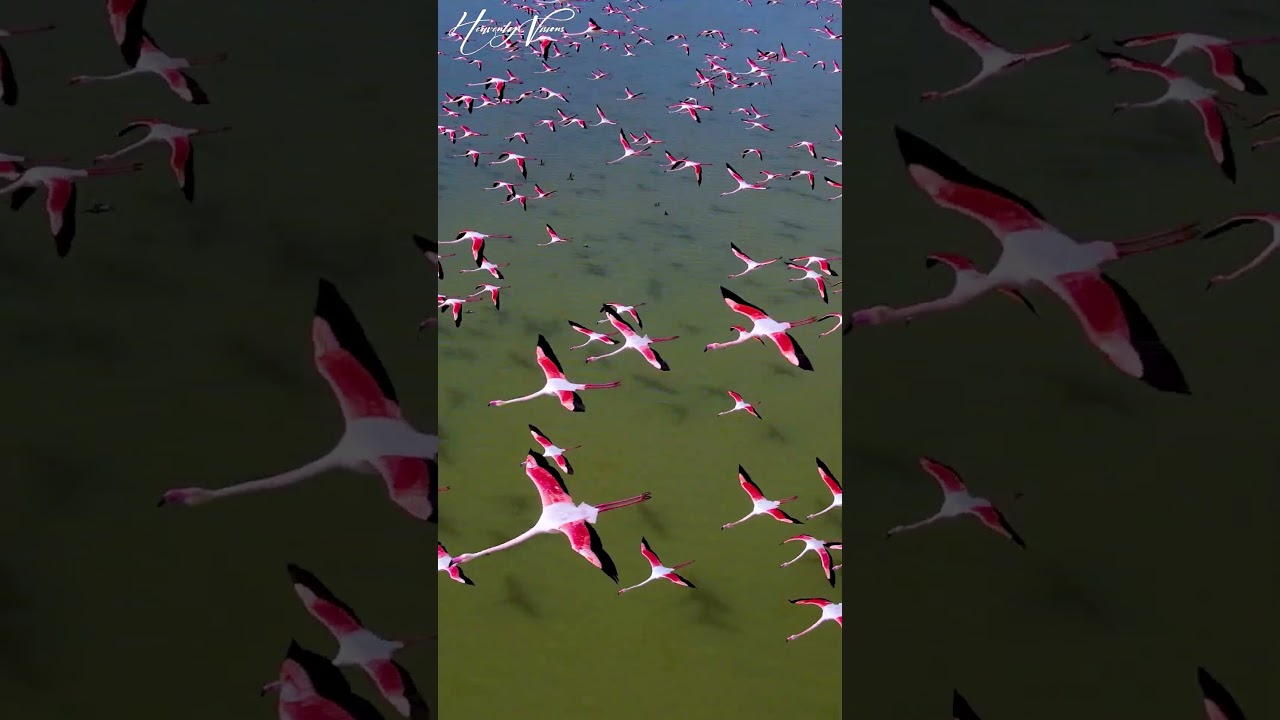 flamingo birds flying over