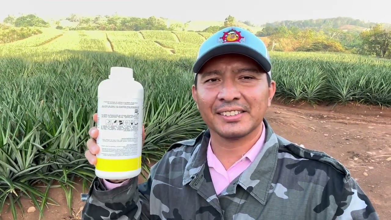 Beneficios económicos al usar Engeo de @syngenta en piña