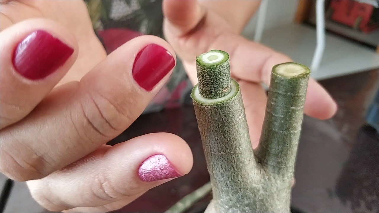 Enxertia de Pressão em Rosa do deserto