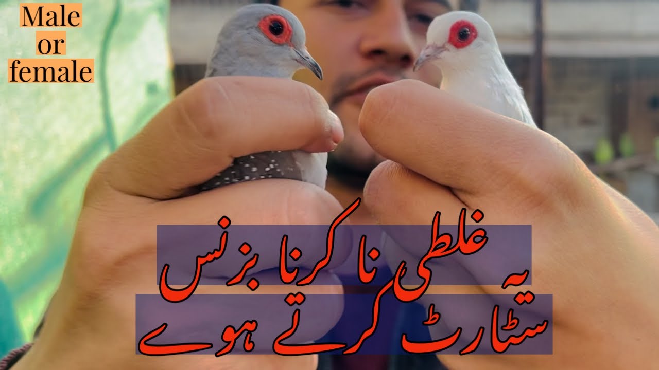 Dove Buisness Plan | Diamond Dove Setup | Summer Birds | China Dove
