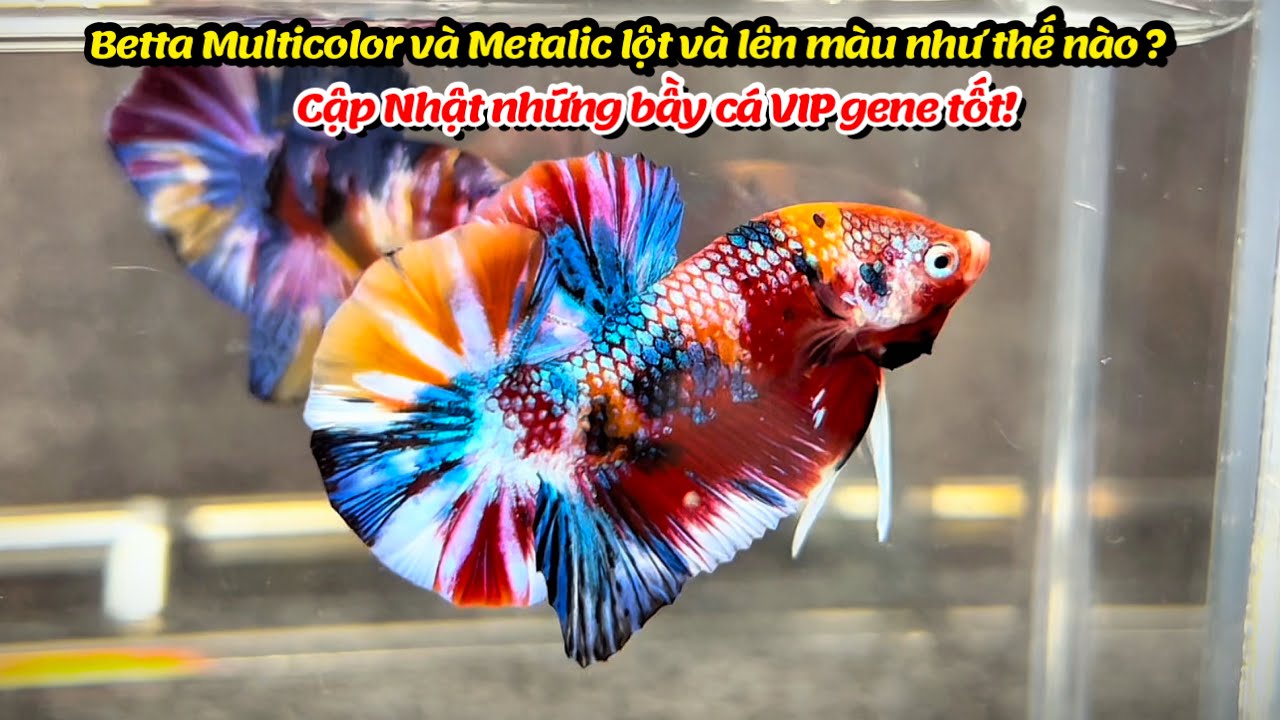 Betta Multicolor, Metalic lột và lên màu như thế nào, Cập nhật những bầy cá VIP gene tốt !