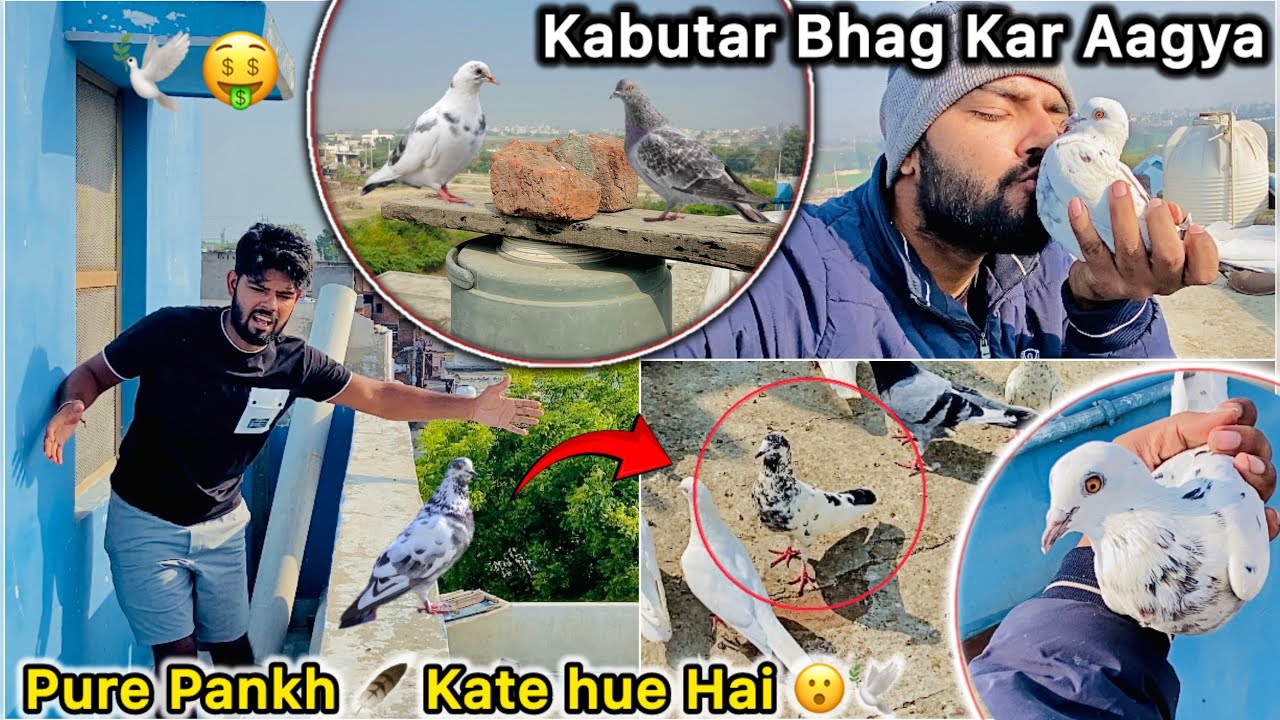 Sale kiya Hua kabutar Bhag kr Aagya 🤑 || Pigeon Came After One Year 😳🕊️