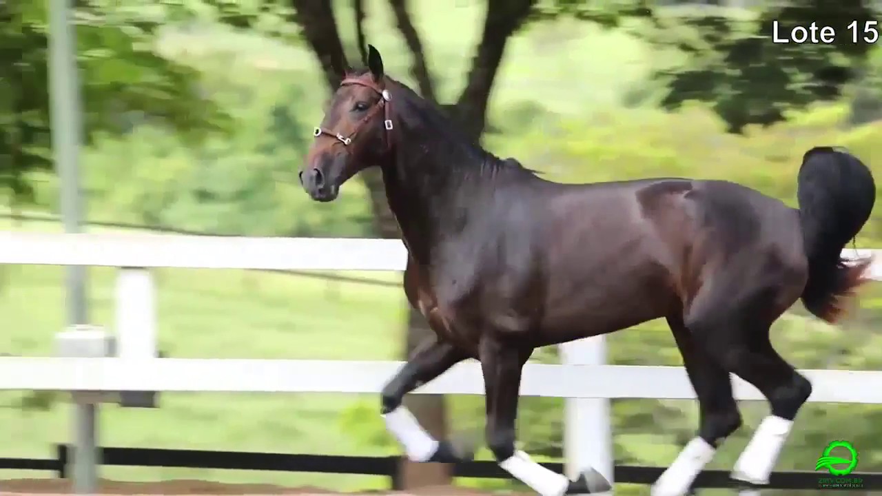 TATERSAL | 17&deg; EXPOSI&Ccedil;&Atilde;O $ LEIL&Atilde;O - INTERNACIONAL DO CAVALO PURO SANGUE LUSITANO