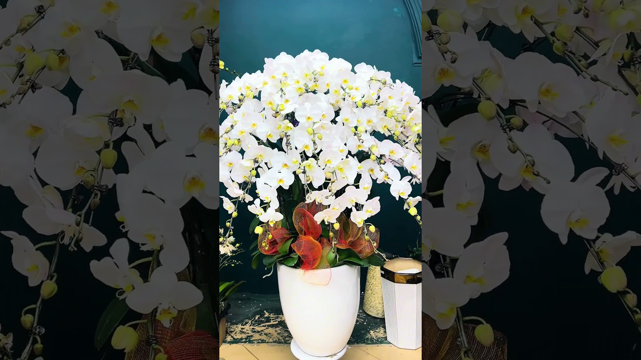 🌸 Review Si&ecirc;u thị hoa lan &ndash; 583 Ho&agrave;ng Hoa Th&aacute;m Hoa