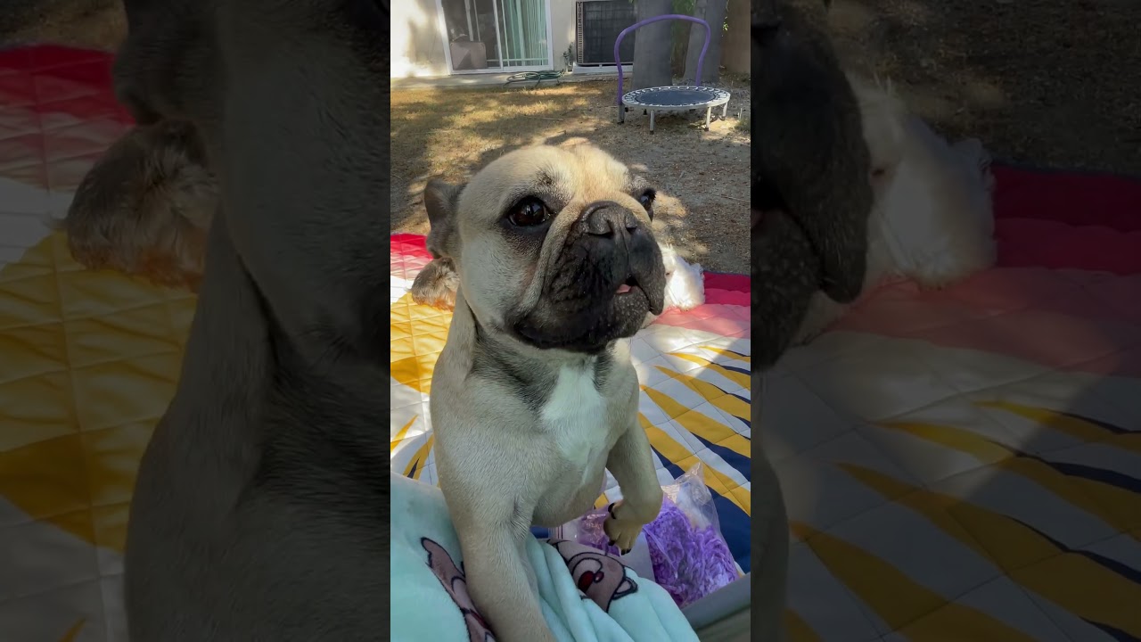 #everydaysoft  #notalkingvideo  #mydog