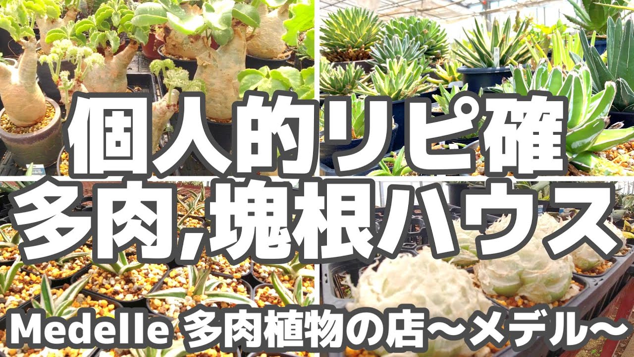 【塊根 アガベ ハオ】個人的にリピート確定な多肉植物専門店【メデル】