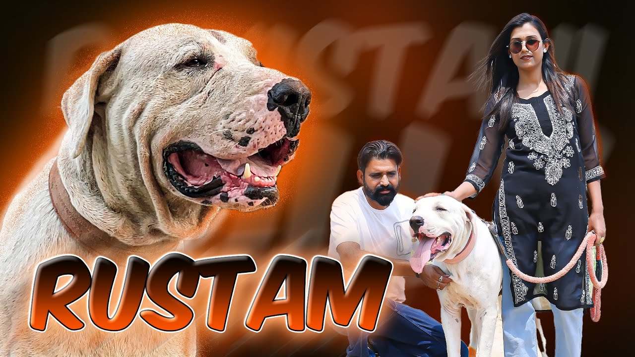 “Rustam – Original Indian Bully Kutta | Powerful Desi Bloodline