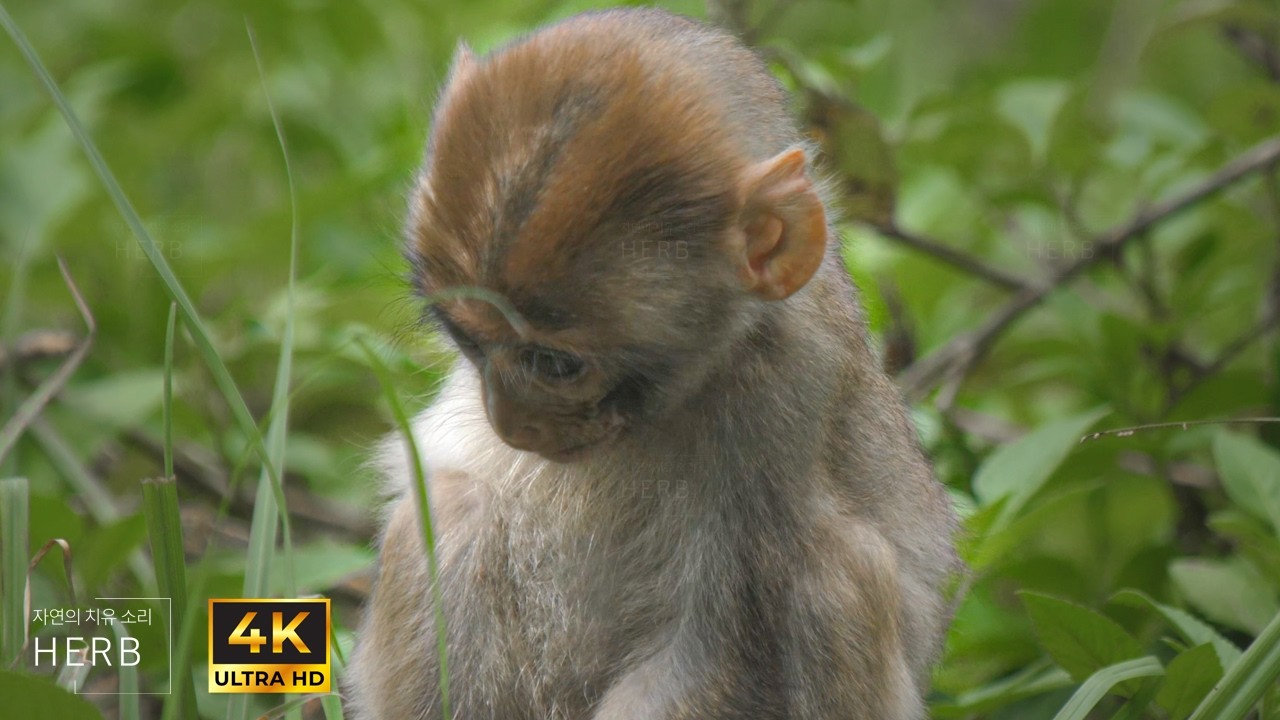 Adorable Baby Monkeys Enjoying a Breezy Summer Day | Relaxing wildlife ambience