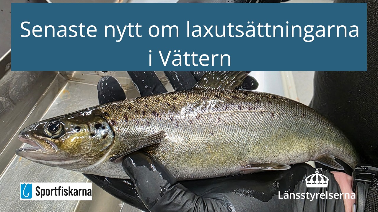 Vad händer med laxen 2026? Och 2027? Länsstyrelsen och Sportfiskarna uppdaterar om situationen.