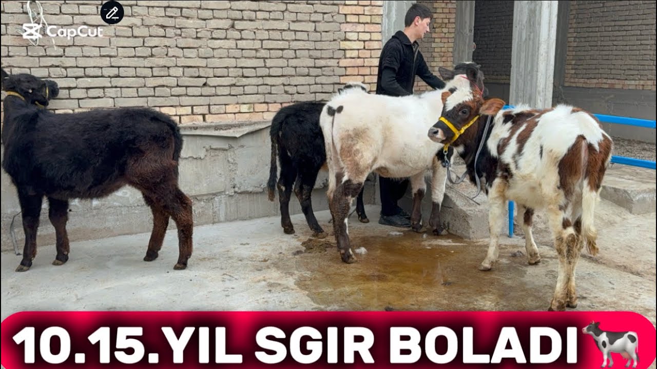 👁️ARZON JOYDAN GIBRIT NASILDOR HUNAJINLAR KELDI SHOSHLIG BUNAQASI BUMAGAN 2026_01_29_febral.