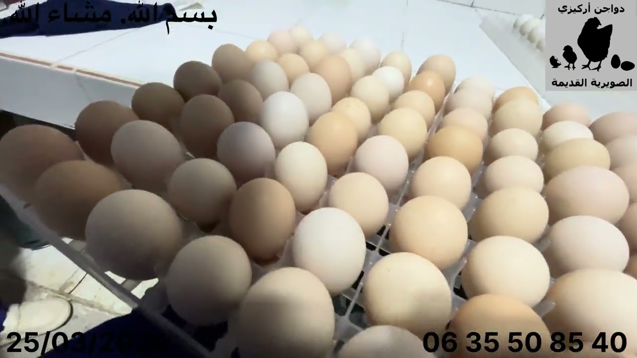 الحلقة 03 - إستقبال بيض السلالات الحرة - سلسلة « من البيضة إلى البيضة »