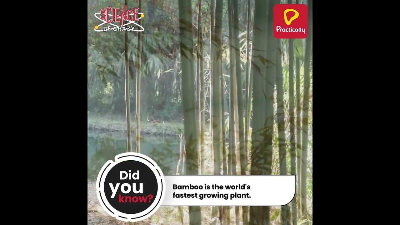 Interesting Fact About Bamboo Plant | Science Be Crazy