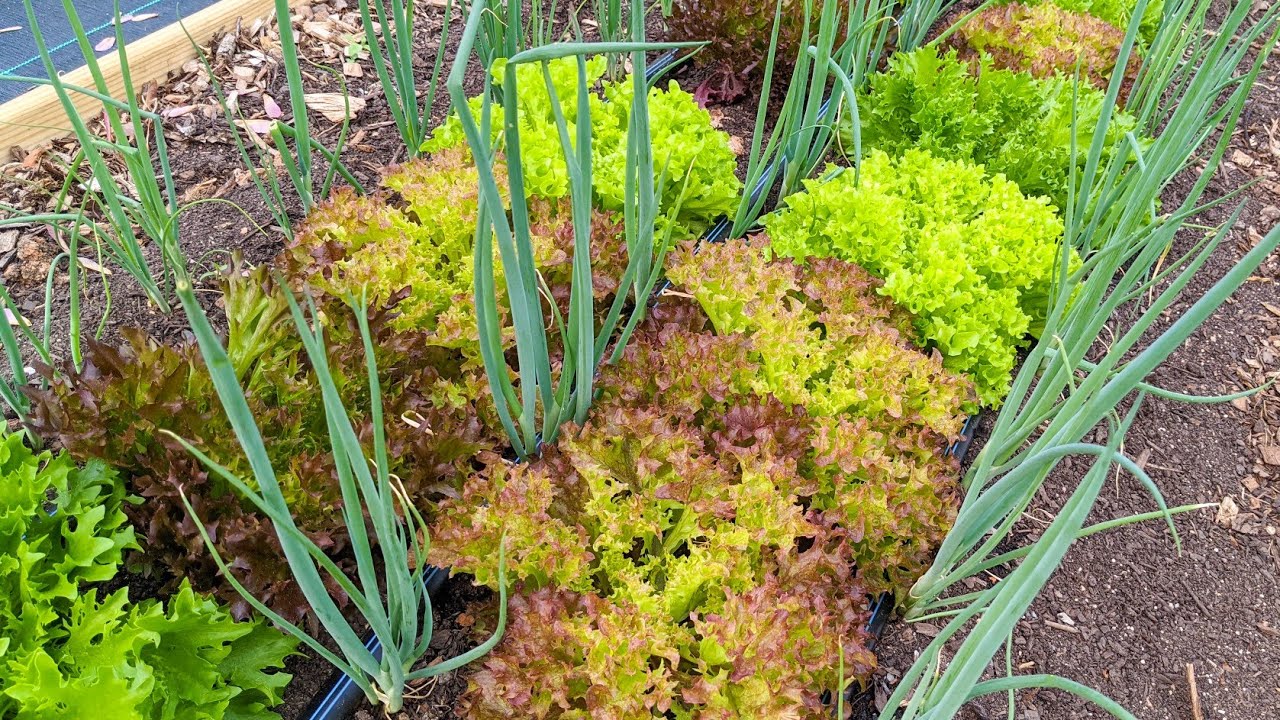 Выращивайте больше растений на том же пространстве с INTERPLANTING