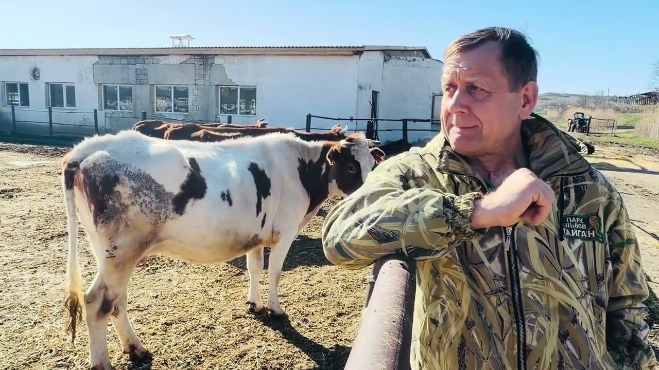 У нас теперь есть коровы-долматинцы и что простые люди могут сделать для ВОЗРОЖДЕНИЯ этого колхоза?!