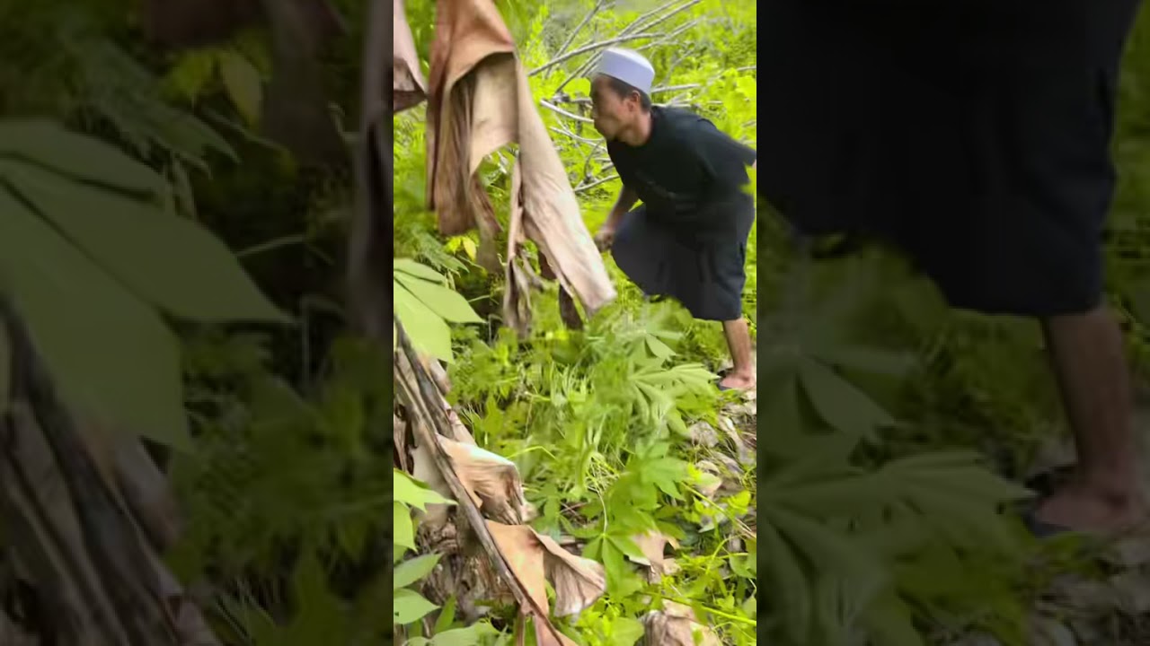 kekebun paksu ambil singkong