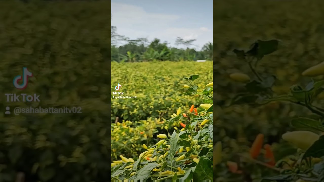 Cara menanam cabai di sawah