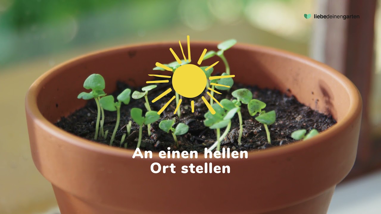 Basilikum 🌿 richtig auss&auml;en, vermehren, pflegen und schneiden