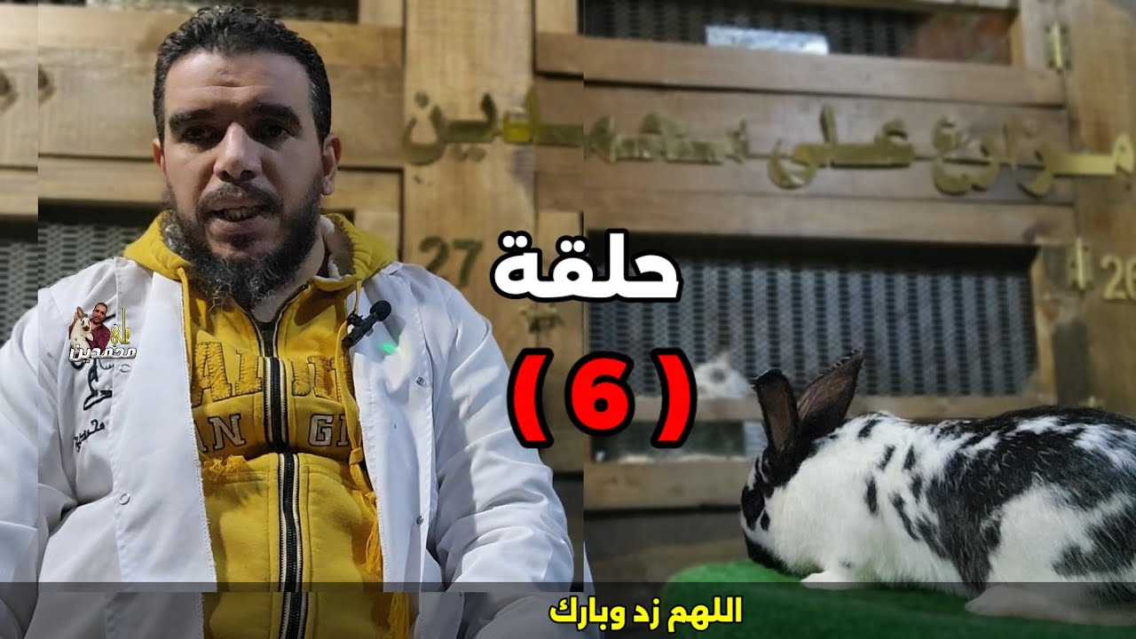 سلسلة ارانب علي محمدين مايتم قبل التلقيح لرفع الخصوبة واعداد المواليد ونسب الايجابيات حلقة(6)