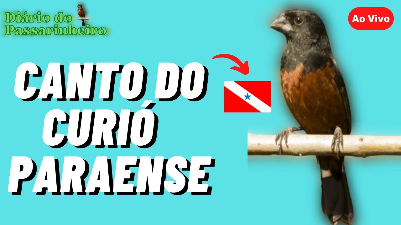 🔴 Canto do CURIÓ PARAENSE Para Encarte e Treinamento