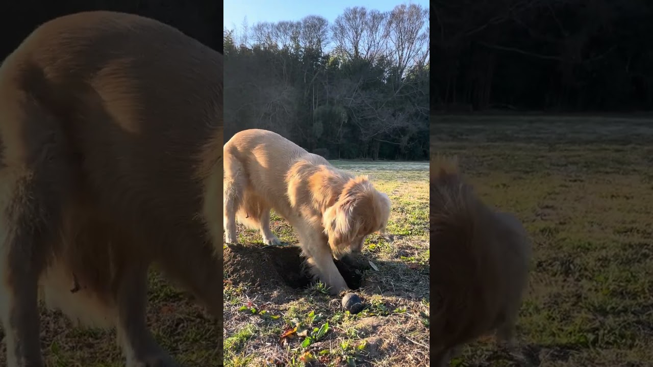 好きなだけ掘らせてみた😊　#goldenretriever #大型犬のいる生活 #大型犬 #ゴールデンレトリバー #cute 