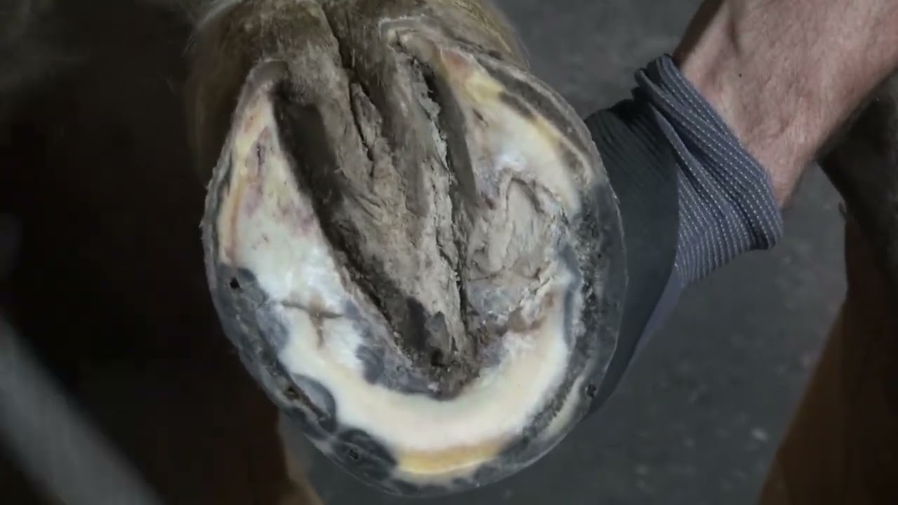 Standardbred Evaluation and Shoeing