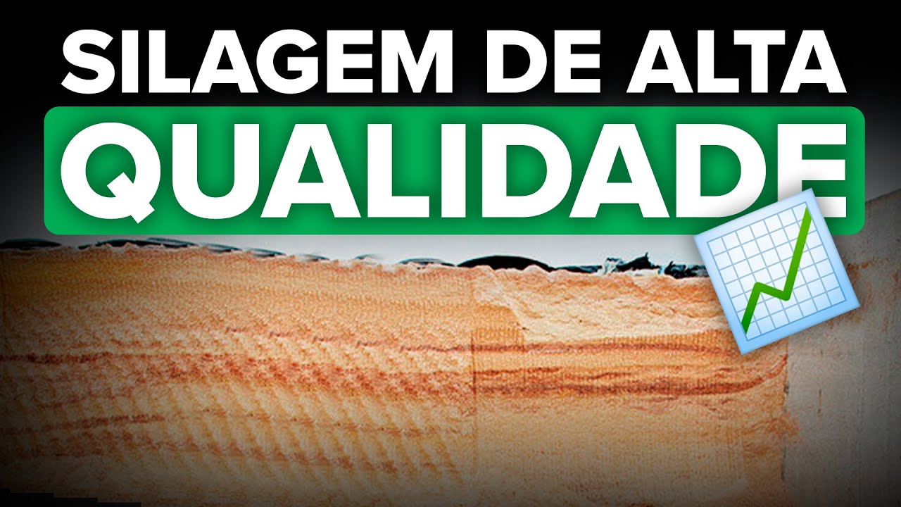 Como reidratar o milho e produzir silagem de alta qualidade!
