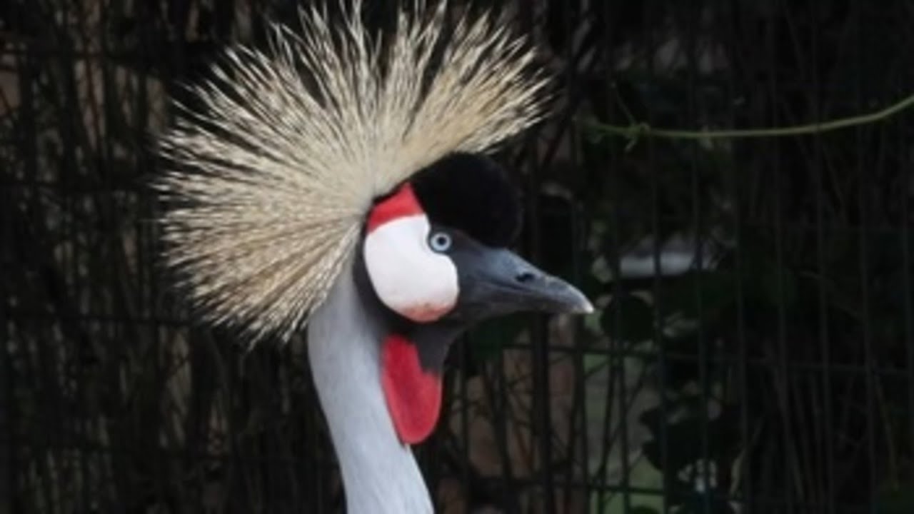 Zoos y acuarios, claves para concienciar sobre el problema de las invasoras exóticas