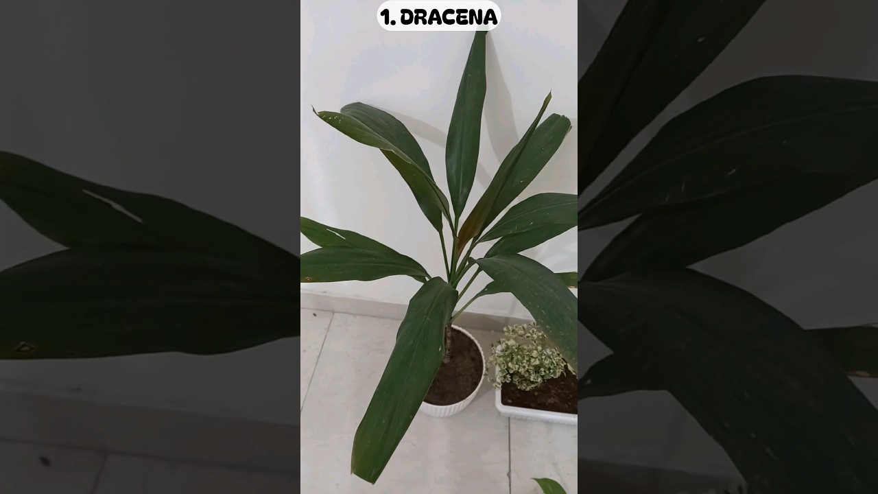 7 Low Maintenance Indoor Plants | Indoor Gardening #shorts #gardening #indoorplants