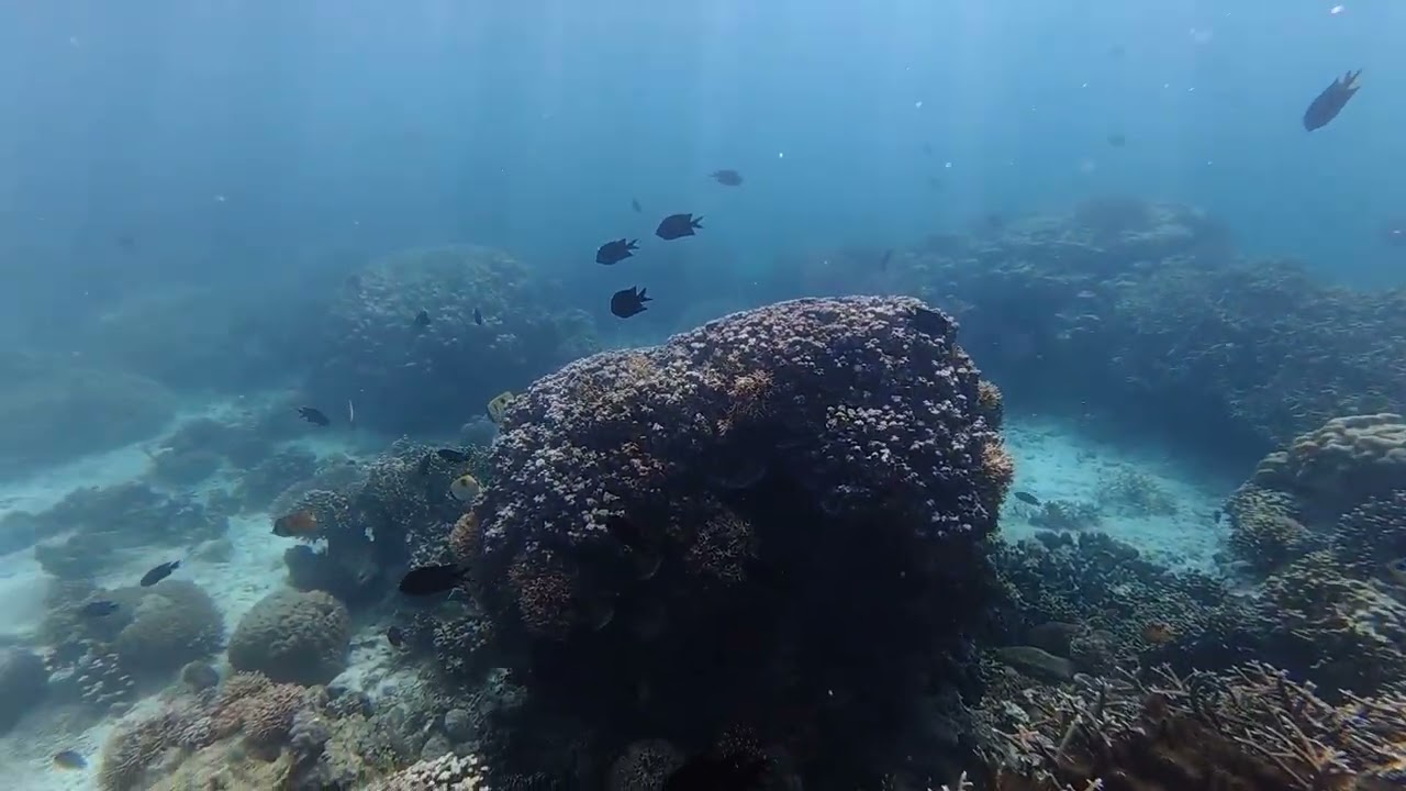 The Coral Garden of Puerto Galera, Oriental Mindoro, Philippines, part two