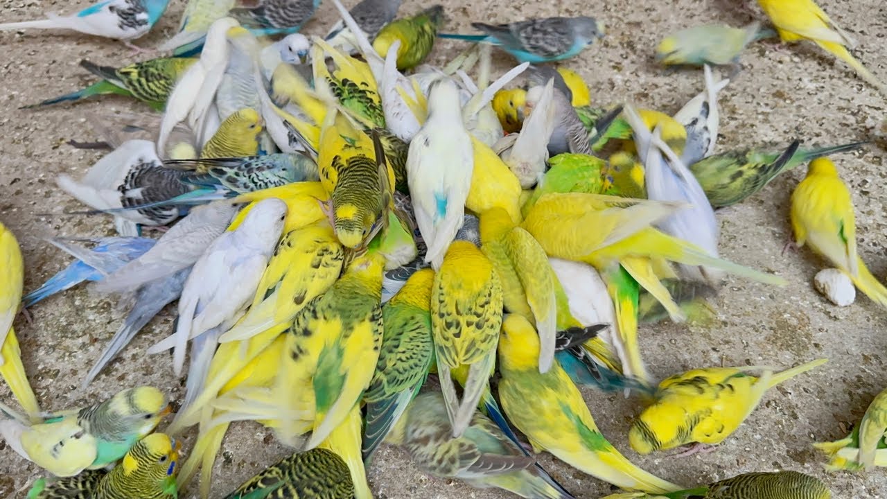 Most Hungry Budgies Getting Evening Diet Treat Feeding to their Chicks and laying eggs