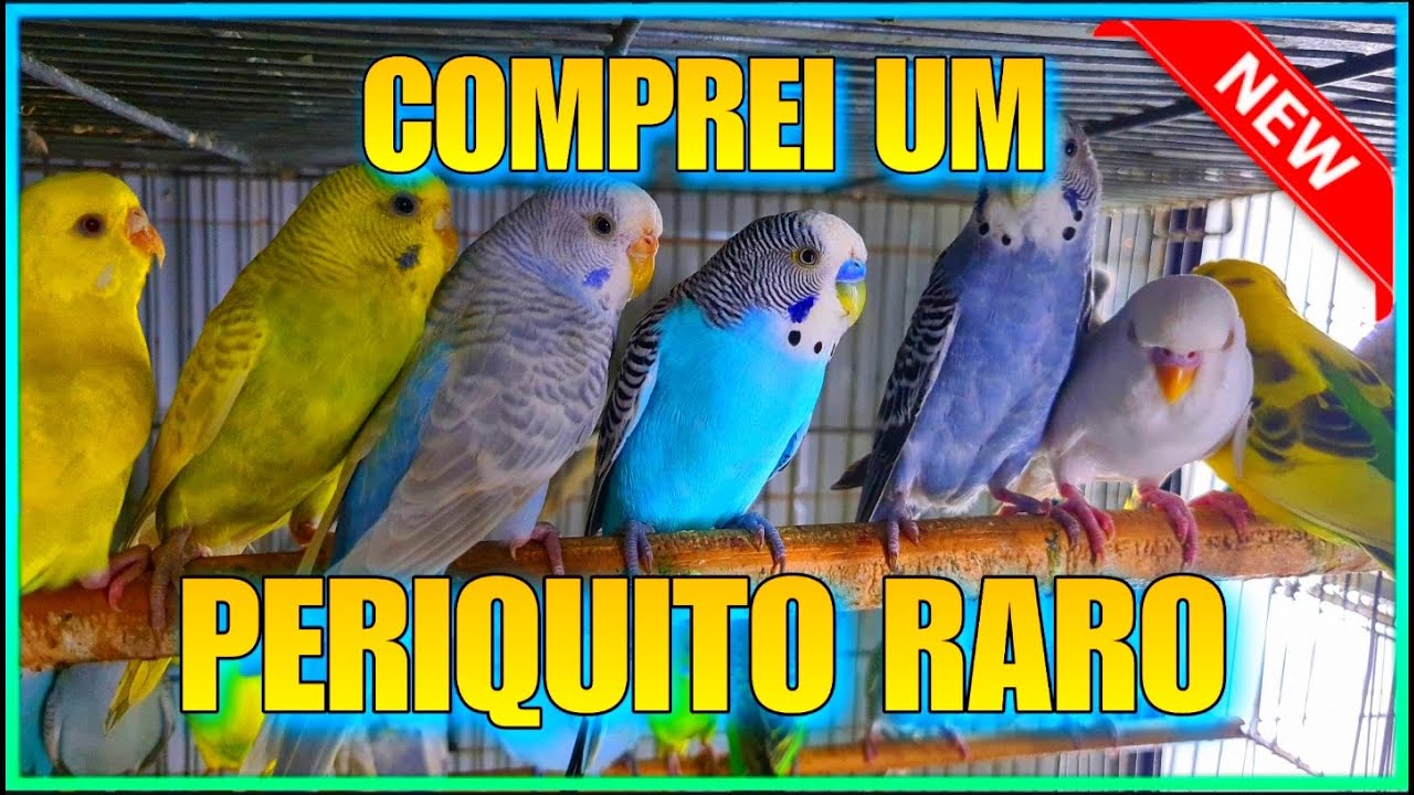 🔴🟡🟢DIA DE COMPRAR PERIQUITO NO PET SHOP / COMPREI UM PERIQUITO RARO 🚀
