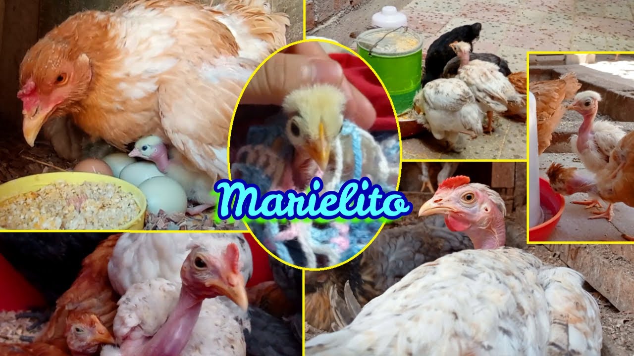▶ LA HISTORIA de un pollito 🐤 rechazado | MARIELITO se convirtió en todo un gallito 🐓❤