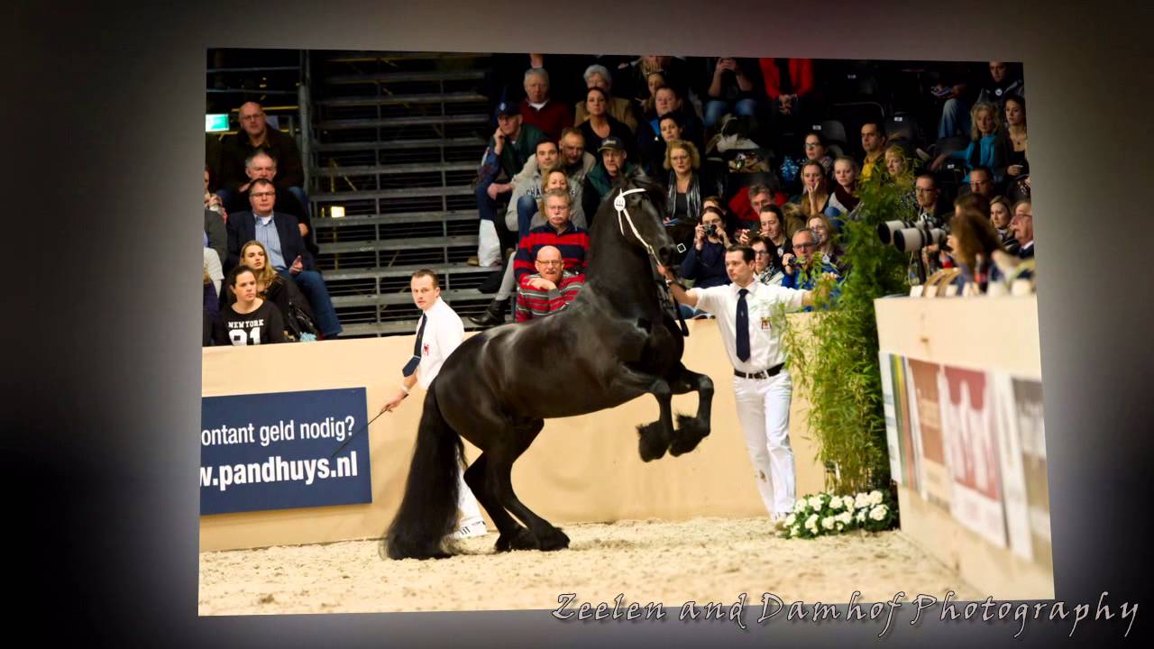 KFPS ROYAL FRIESIAN STALLION SHOW 2015