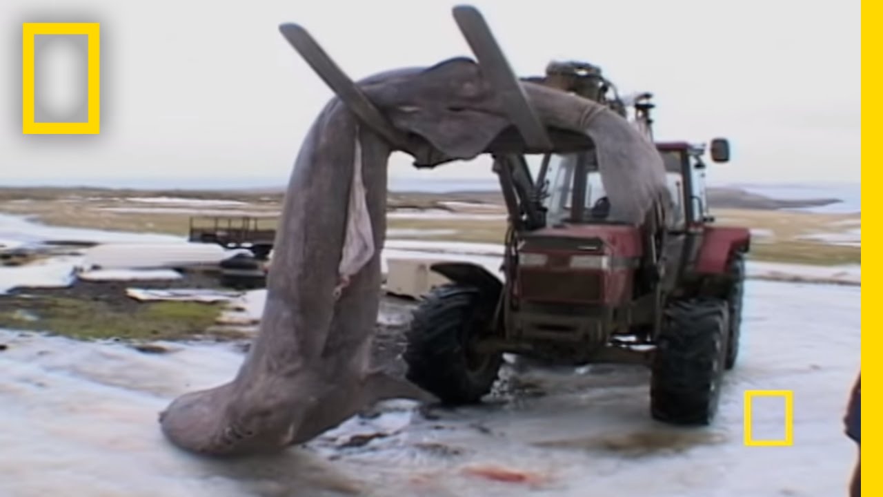 Would You Eat It? - Rotten Shark Meat | National Geographic
