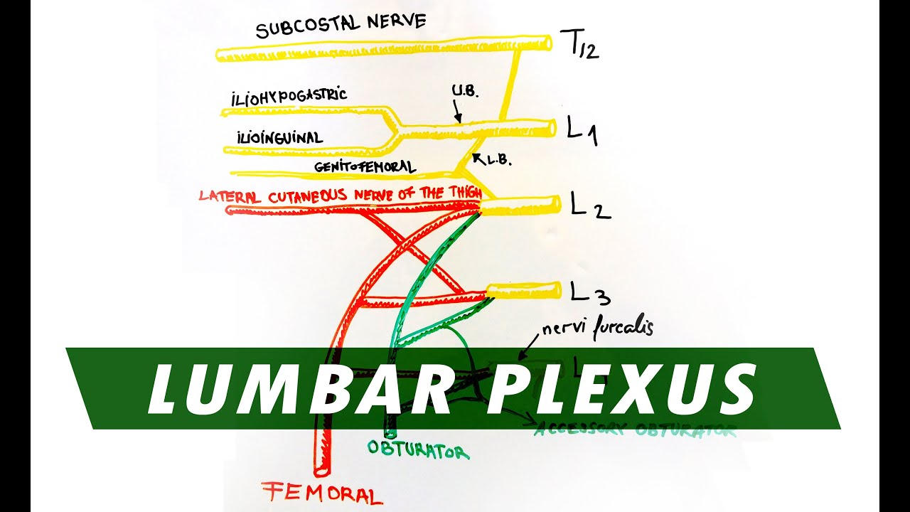Anatomy - Lumbar Plexus
