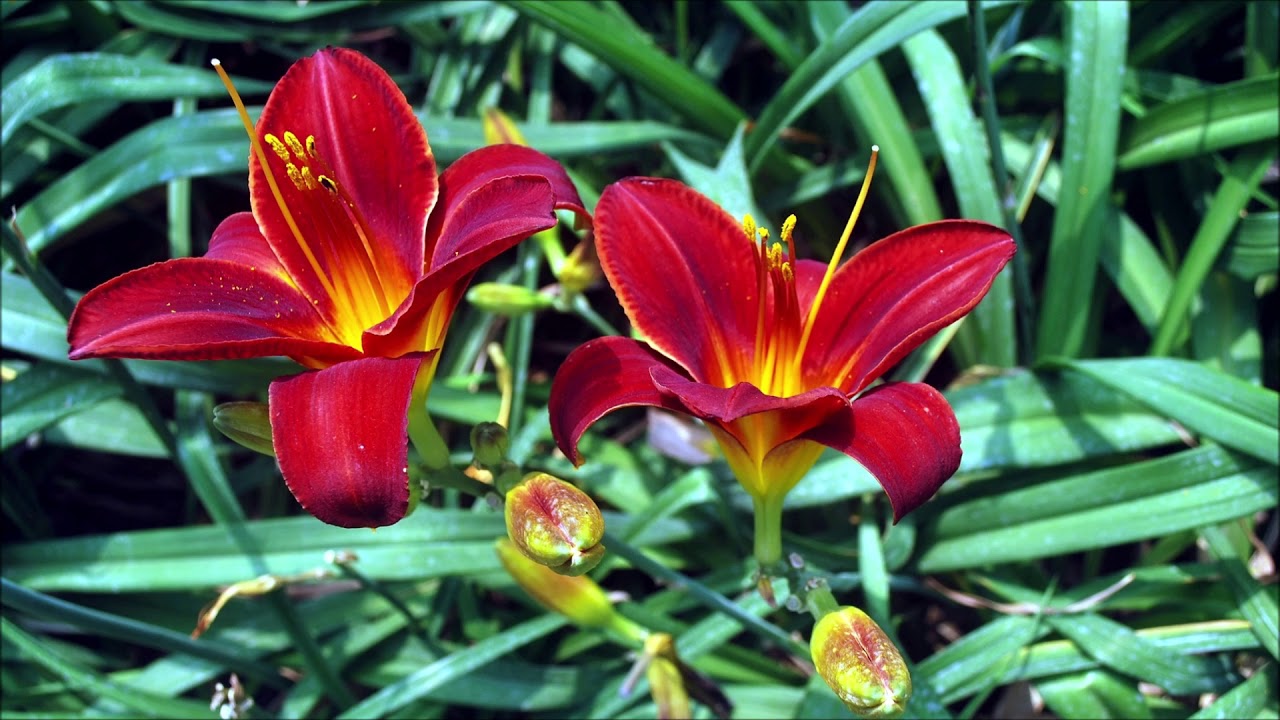Jor-El - LILIES2