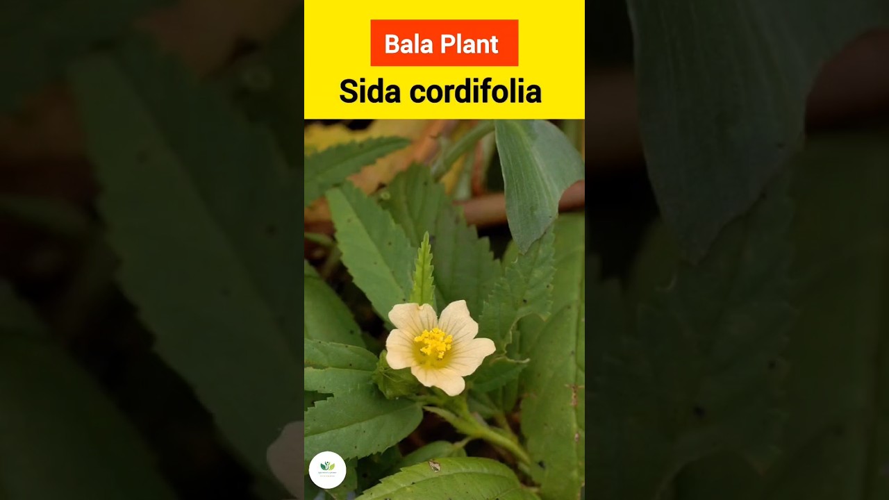 Bala Plant | Sida cordifolia |  बला #ytshorts #bams2ndyear
