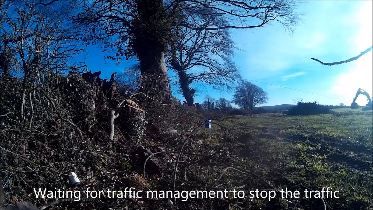 Beech Tree Removal