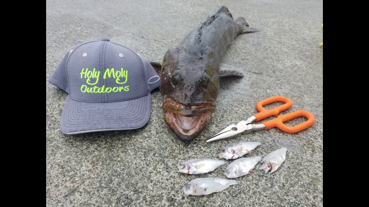 2017 Lingcod Opener