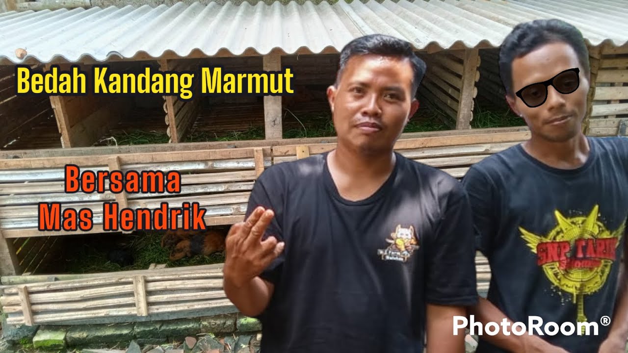 Bedah kandang Marmut Mas Hendrik