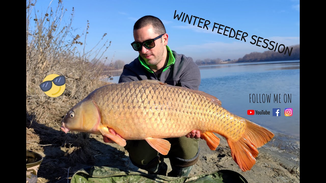Winter Feeder Session - Fiume Po
