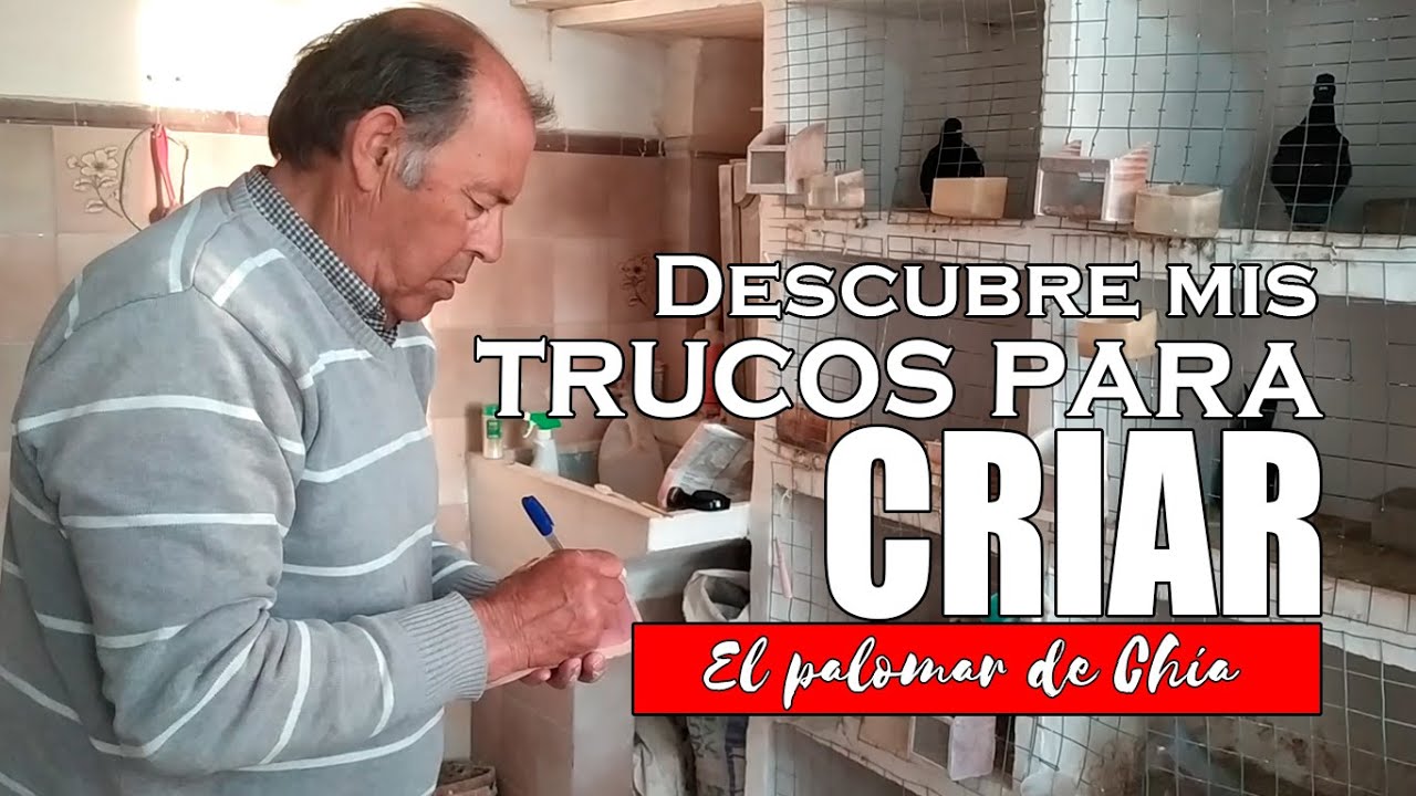 🐣🐦 ¡TRUCOS CRÍA EXITOZA! Mis trucos para Críar Palomos Paso a Paso #colillanos #Criadordepalomos