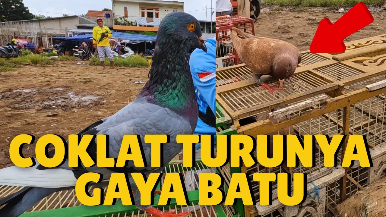 Test Terbang Merpati Dari Kios... Ngecor !!