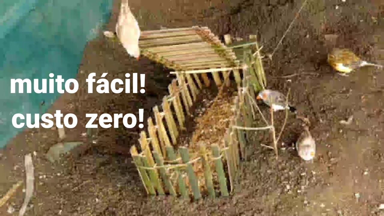 pegando pássaros com açalpão primitivo
